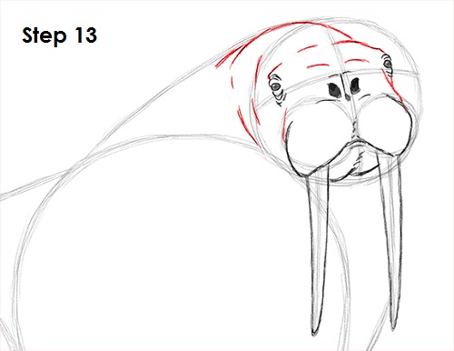 Draw Walrus 13