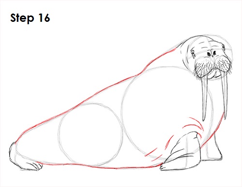 Draw Walrus 16