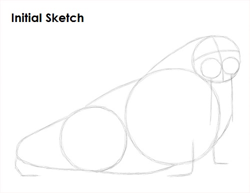 Walrus Drawing Sketch Draw Walrus Sketch