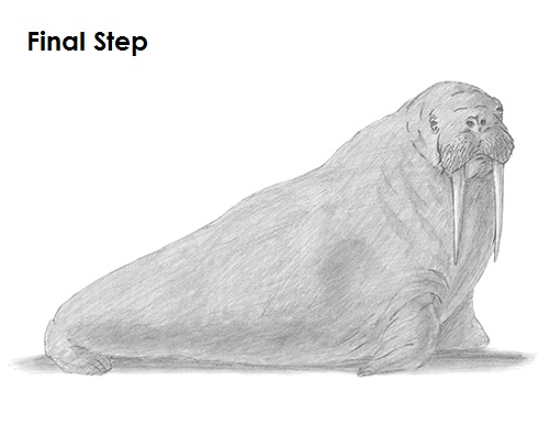 Draw Walrus last