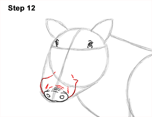 How to Draw a Common Warthog Pig 12