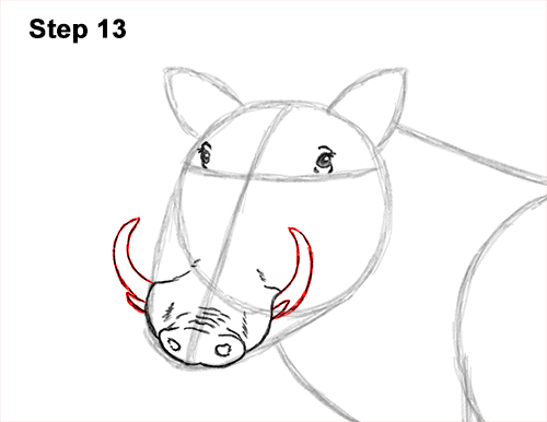 How to Draw a Common Warthog Pig 13