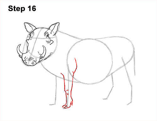 Draw a Warthog 16 How to Draw a Common Warthog Pig 16