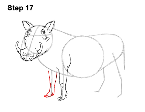 Draw a Warthog 17 How to Draw a Common Warthog Pig 17