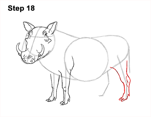 Draw a Warthog 18 How to Draw a Common Warthog Pig 18