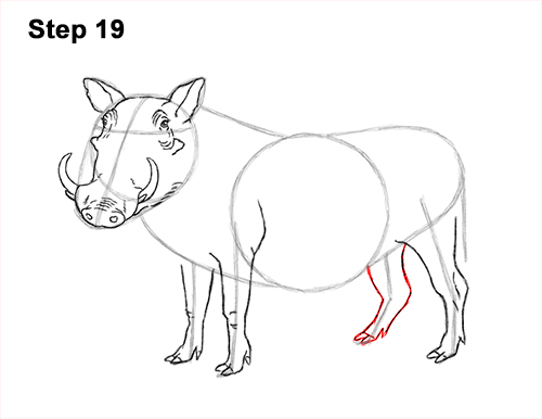 Draw a Warthog 19 How to Draw a Common Warthog Pig 19