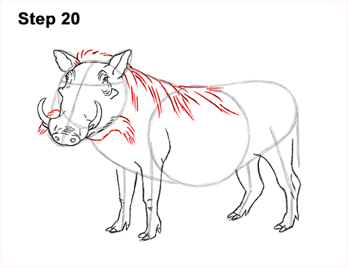 Draw a Warthog 20 How to Draw a Common Warthog Pig 20