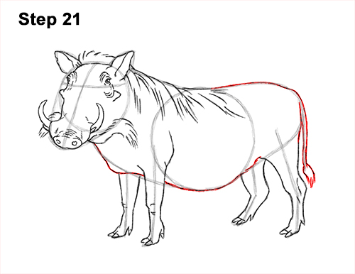 Draw a Warthog 21 How to Draw a Common Warthog Pig 21