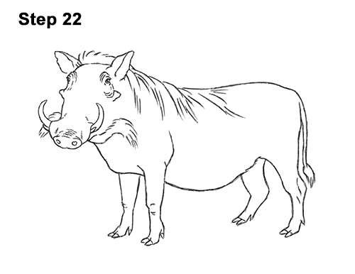 Draw a Warthog 22 How to Draw a Common Warthog Pig 22