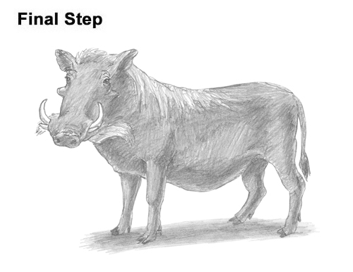 Draw a Warthog How to Draw a Common Warthog Pig