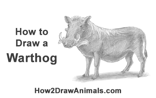 Draw a Warthog How to Draw a Common Warthog Pig