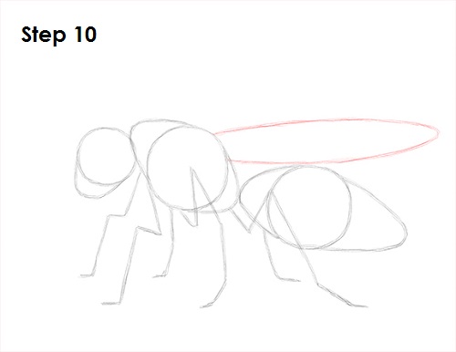 Wasp Insect Drawing 1 Draw Wasp 10