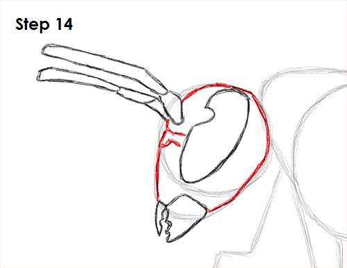 Draw Wasp 14