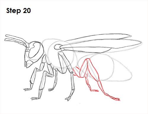Draw Wasp 20