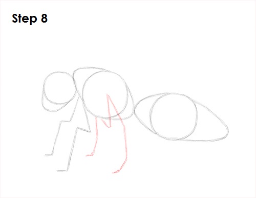 Wasp Insect Drawing 8 Draw Wasp 8