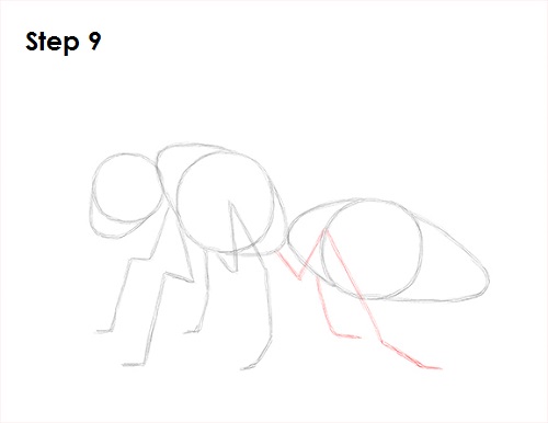 Wasp Insect Drawing 9 Draw Wasp 9
