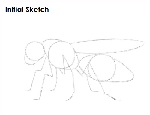 Draw Wasp Sketch