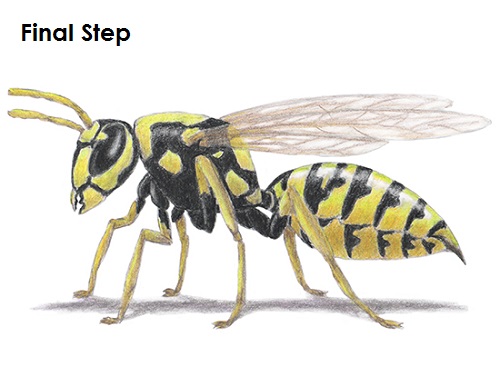 Draw Wasp