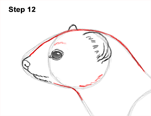 How to Draw a Common Least Weasel 12