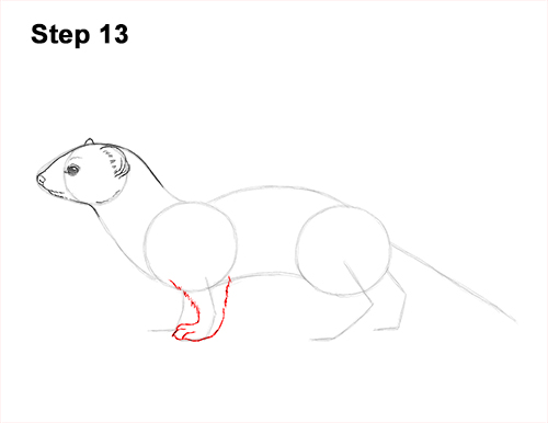 How to Draw a Common Least Weasel 13