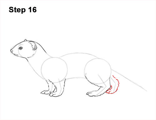 How to Draw a Common Least Weasel 16