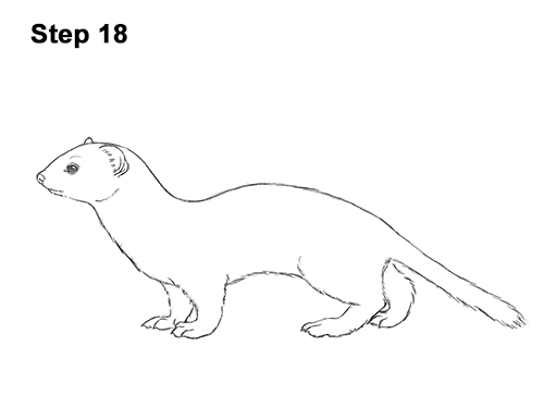 How to Draw a Common Least Weasel 18