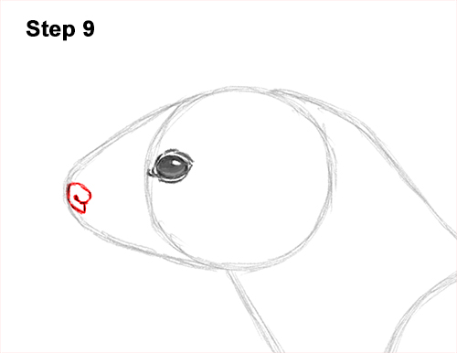 How to Draw a Common Least Weasel 9