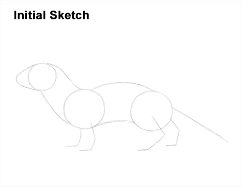 How to Draw a Common Least Weasel Guide Lines