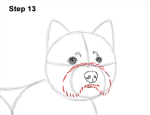 How to Draw a West Highland White Terrier Puppy Dog 13