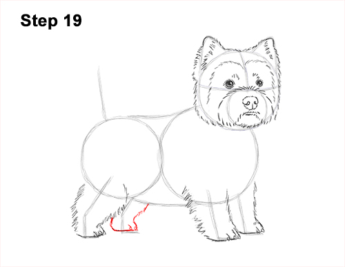 How to Draw a West Highland White Terrier Puppy Dog 19