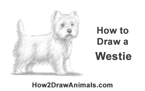 How to Draw a West Highland White Terrier Puppy Dog