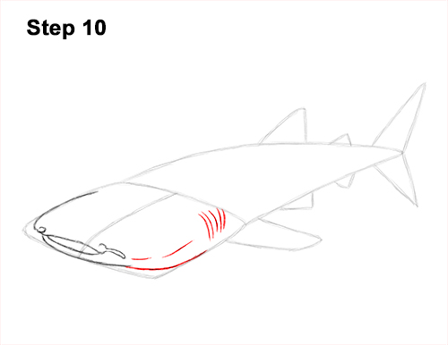 Draw Whale Shark 10 How to Draw a Whale Shark 10