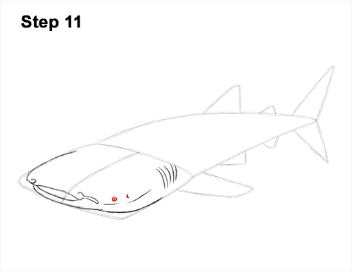 Draw Whale Shark 11 How to Draw a Whale Shark 11