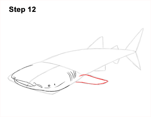 Draw Whale Shark 12 How to Draw a Whale Shark 12