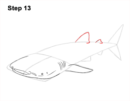 Draw Whale Shark 13 How to Draw a Whale Shark 13