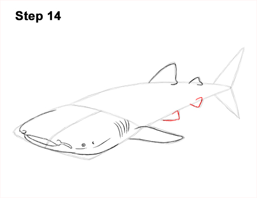 Draw Whale Shark 14 How to Draw a Whale Shark 14
