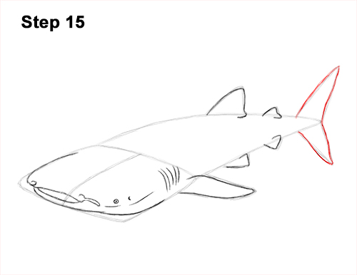 How to Draw a Whale Shark 15