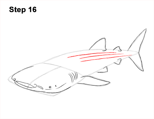How to Draw a Whale Shark 16