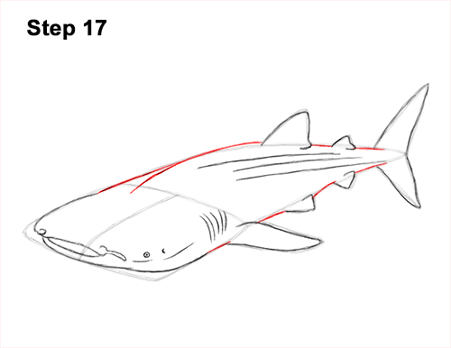 How to Draw a Whale Shark 17