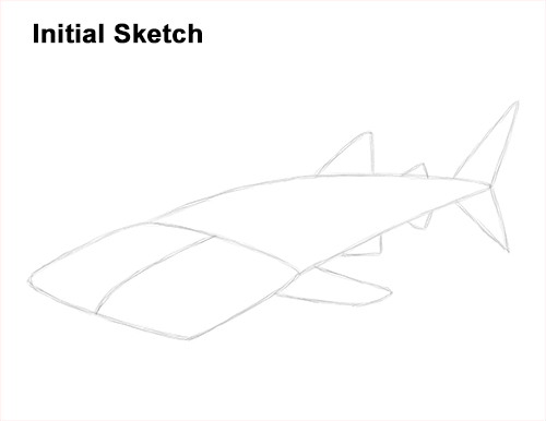 How to Draw a Whale Shark Guide Lines