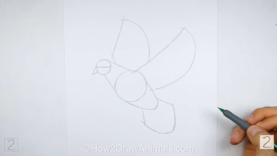 Draw Dove Initial Sketch Guidelines Initial Pencil Sketch