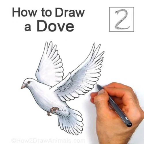 Completed Dove Drawing You're Done!