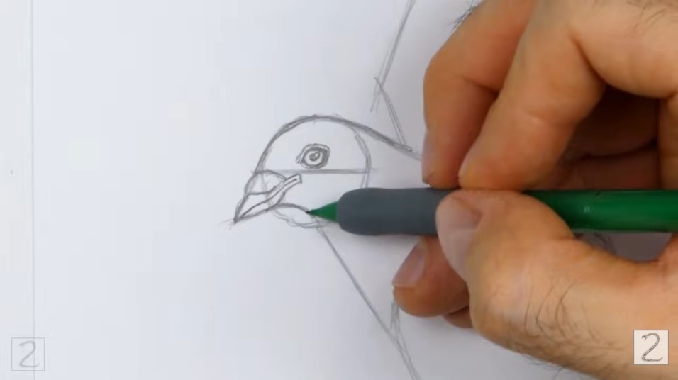 Draw Dove Facial Guidelines Draw the Facial Features