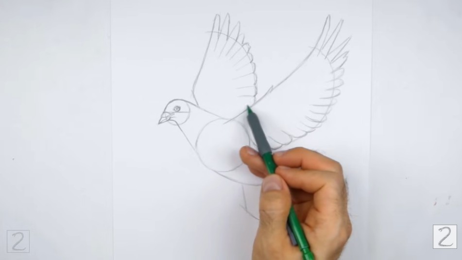 Draw Dove Second Wing Shape Complete the Second Wing