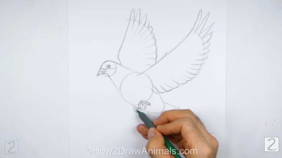 Draw Dove Feet Framework Draw the Feet
