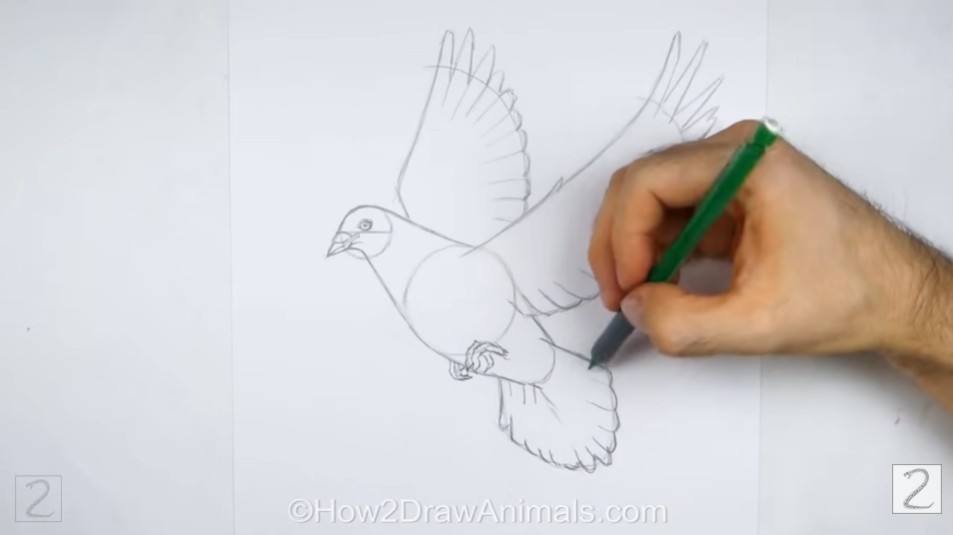 Draw Dove Tail Feathers Finish Up the Body and Tail