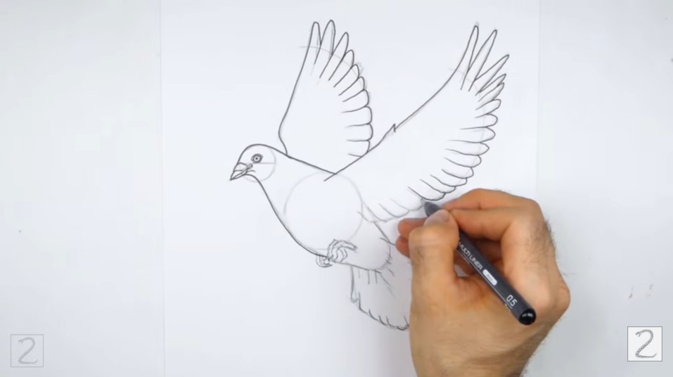 Ink Dove Sketch Ink Your Sketch