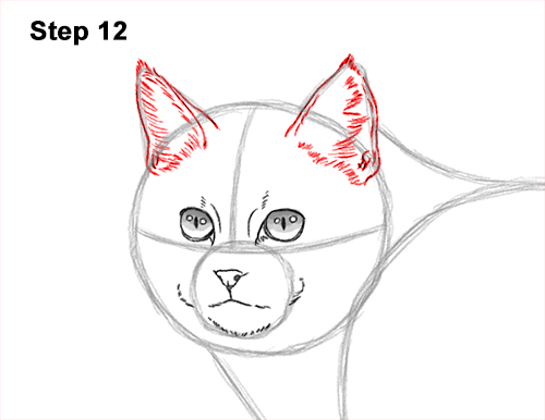 Draw a European Wildcat 12 How to Draw a European Wildcat Cat Side View 12