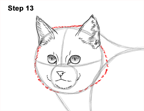 Draw a European Wildcat 13 How to Draw a European Wildcat Cat Side View 13