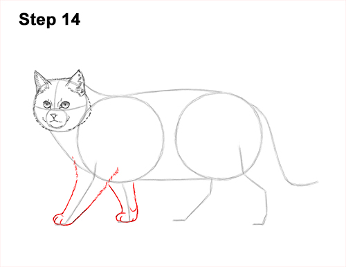 Draw a European Wildcat 14 How to Draw a European Wildcat Cat Side View 14